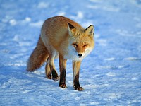 Брачные игры лис на ВПП московского аэропорта Шереметьево помешали приземлению самолета