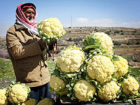 Соглашение между РФ и ПА наносит ущерб экспорту израильской сельхозпродукции. Комментарий