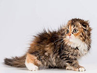 В эту субботу в Петах-Тикве состоится единственная выставка в году, посвященная котятам