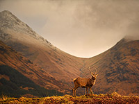 Оленье графство в западной Шотландии. Фоторепортаж