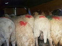 Полицейские арестовали еще одну банду похитителей скота