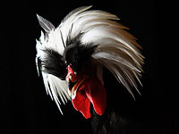 Пернатые и прекрасные на выставке в Телфорде. Фоторепортаж