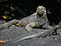 Флора и фауна Галапагосов: репортаж израильского фотожурналиста