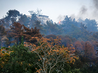 Из-за сильного ветра в некоторых районах Хайфы возобновились пожары