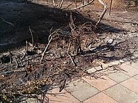 Полиция разрешила вернуться всем эвакуированным жителям Хайфы