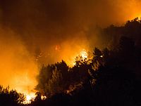 В Израиль прибыли кипрские пожарные