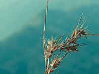 В Австралии из-за 