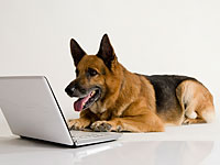 Пес Руфус из графства Уилтшир умеет читать и звонить в дверной колокольчик