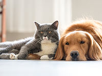 Домашние животные в жизни русских израильтян. Опрос NEWSru.co.il