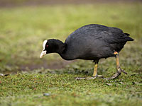 Опасный штамм вируса птичьего гриппа обнаружен на севере Египта 