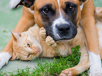 Домашние животные в жизни русских израильтян.  Итоги опроса