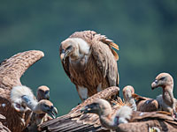 12 белоголовых сипов привезены в Израиль из Испании для спасения вида от исчезновения