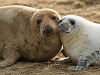 Тюлени-малыши в английском заповеднике Donna Nook. Фоторепортаж