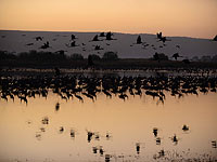 Журавлиный декабрь в долине Хула. Фоторепортаж
