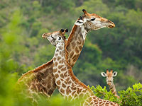 Жирафы занесены в Красную книгу