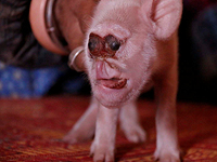 В Китае снова родился поросенок с обезьяньей мордой. ФОТО