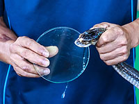 Ученые использовали яд кобры для выявления границ раковой опухоли