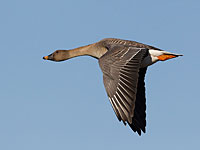 СМИ: необычные гости прилетели на озеро Хула из Сибири