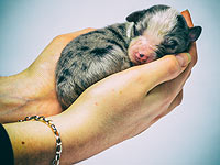 Аргентинская семья клонировала умершую собаку