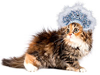 Международная выставка кошек 