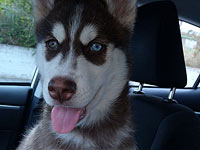 Полицейские в Бат-Яме возвратили хозяевам похищенного щенка