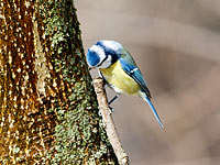 В лесах Израиля установлено множество