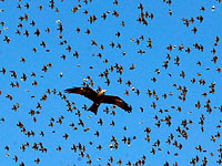 Перелетные против перелетных в Негеве: охота коршунов на скворцов. Фоторепортаж
