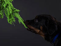 Оставленные за бортом: Рождество в собачьем приюте. Фоторепортаж