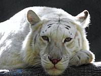 Израильские и немецкие ученые готовятся к 