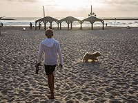 Экспертная комиссия минсельхоза рекомендовала делать собакам прививку от бешенства раз в два года