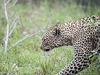 В Иране штрафами и страховкой спасают популяцию барсов 