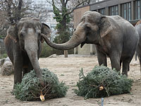 В Берлинском зоопарке слонам подали 