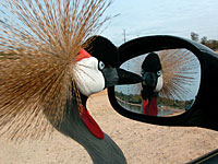 Птичий грипп обнаружен в национальном парке в Рамат-Гане