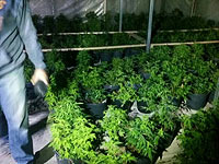 Полиция провела операцию по борьбе с торговлей наркотиками на севере Израиля