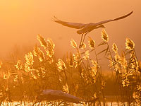 Журавли в небе. Январский фоторепортаж из долины Хула