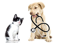 Открылась первая в Израиле клиника для бездомных животных