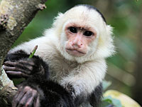 Внимание, розыск: из рамат-ганского 