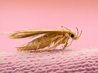 Именем Дональда Трампа назвали моль
