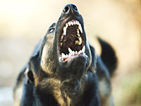 В собачьем питомнике пес искусал двух добровольцев 