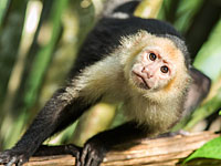 Сбежавший из рамат-ганского 