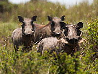 Жители Бат-Яма встретили диких кабанов в городском парке