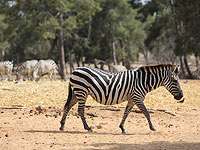 Рамат-ганский 