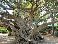 Самые старые деревья в Израиле. Список, ФОТО