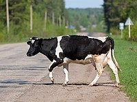 Автомобиль столкнулся с коровой на севере Израиля, водитель тяжело ранен