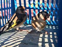 Сорвана очередная попытка контрабанды щеглов