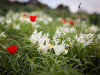 Весна в Израиле: от Кармеля до Негева. Фоторепортаж