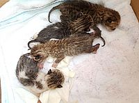 Полицейские спасли котят, забравшихся под капот автомобиля