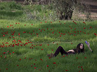 Цветущие анемоны около границы с Газой. Фоторепортаж
