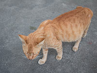 Сотрудница МВД РФ швырнула беременную кошку под колеса автомобиля – на глазах у детей