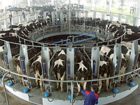 Председатель КНР посетил крупнейший в мире коровник, чтобы ознакомиться с израильской технологией